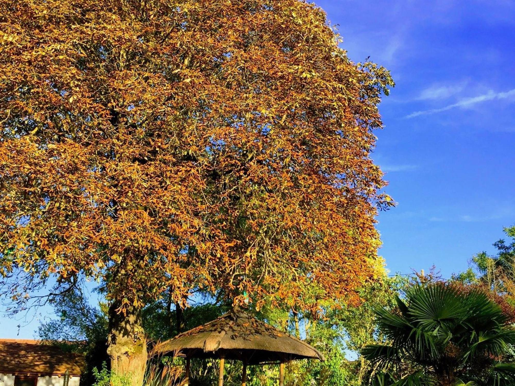 Charme Au Coeur Des Chateaux De La Loire Avec Wifi - Fr-1-590-305 Bed and Breakfast Tavers Buitenkant foto